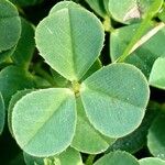 Trifolium occidentale ഇല