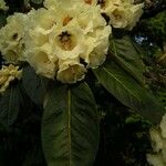 Rhododendron macabeanum Çiçek