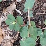 Euphorbia serpens Blüte
