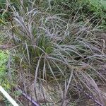 Panicum virgatum পাতা