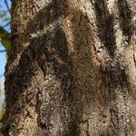 Sophora japonica Bark