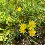 Saxifraga aizoidesBlomst