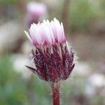 Erigeron uniflorus Λουλούδι