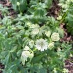 Astrantia majorЦветок