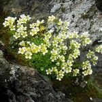 Saxifraga glabella Flower