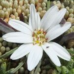 Werneria pectinata Květ