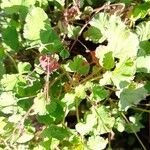 Pelargonium odoratissimum Leaf