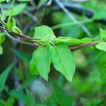 Clematis crispa Blatt