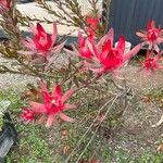 Leucadendron salignum Flor