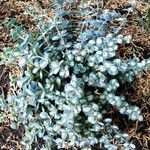 Sedum sieboldii Hoja