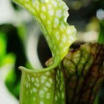 Sarracenia leucophylla Hoja