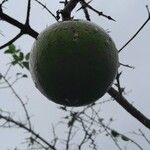Strychnos spinosa Frucht