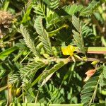 Chamaecrista fallacina Leaf