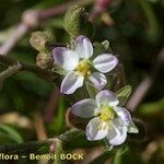 Spergularia nicaeensis Flower