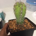 Echinocereus coccineus Leaf