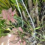 Tillandsia bulbosa Hoja