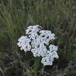 Achillea nobilisCvet