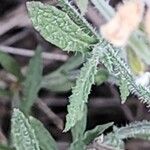 Salvia aegyptiaca Yaprak