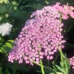 Pimpinella major Bloem