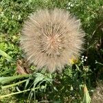 Tragopogon dubiusFruit