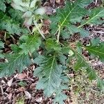 Acanthus mollis Leaf