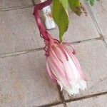 Epiphyllum oxypetalum Flower