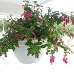 Fuchsia magellanicaКвітка