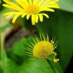 Doronicum orientale Fula