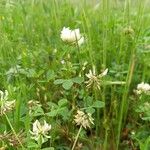 Trifolium nigrescensFlor