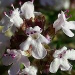 Thymus vulgaris Blüte