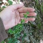 Cruciata glabra Hábito