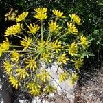 Kundmannia sicula Flower