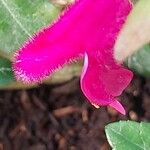 Salvia buchananii Flors