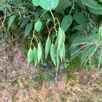 Dactylicapnos scandens Fruit