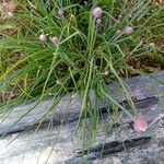 Allium schoenoprasum Кветка