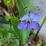 Viola sororia Flor