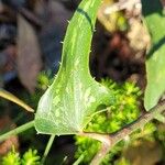 Smilax aspera Ліст