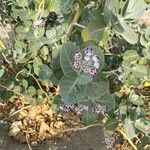 Calotropis procera Blüte