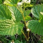 Rubus saxatilis Лист