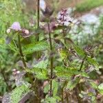 Stachys floridana Blad