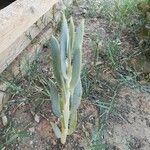 Senecio serpens Blad