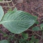 Eranthemum pulchellum Leaf