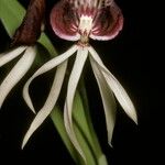 Prosthechea cochleata Fleur