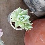 Graptopetalum macdougallii Leaf