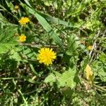 Crepis capillarisFiore