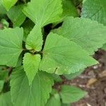 Ageratina adenophora ഇല