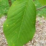 Magnolia campbellii Fuelha