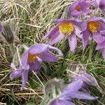 Pulsatilla vulgaris Flower