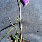 Soldanella pusilla 樹皮