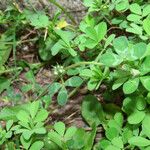 Trifolium scabrum Habit